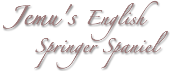 Jemu's English Springer Spaniel