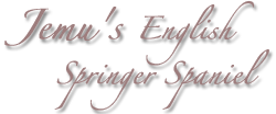 Jemu's English Springer Spaniel