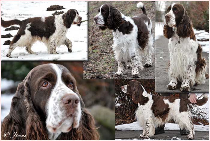 Jessie, Basko und Sootie