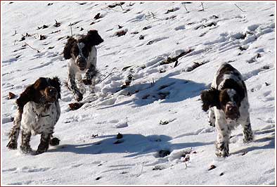 drei von der schnellen Truppe