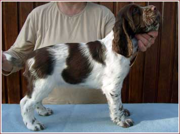 Jemu's Amira Angel Eyes