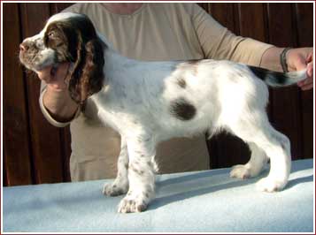 Jemu's Aristo Starlight