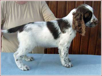 Jemu's Aspen Snow Lady