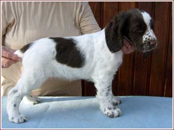 Jemu's Atlanta Ice Queen