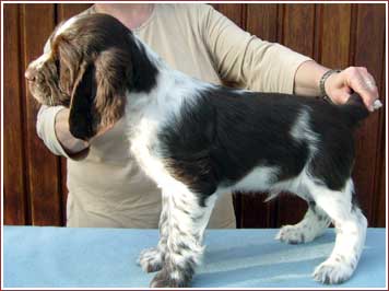 Jemu's Atze Wonder Boy