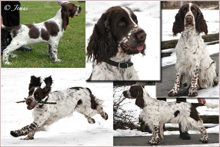 Jessie, Basko und Sootie