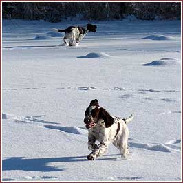 zwei Hunde ausgelassen